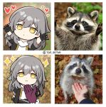  :&lt; :3 absurdres black_gloves chibi gloves grey_hair heart highres holding_hands honkai:_star_rail honkai_(series) jacket kafka_(honkai:_star_rail) looking_at_viewer ooyun outstretched_arms photo-referenced purple_gloves raccoon stelle_(honkai:_star_rail) trailblazer_(honkai:_star_rail) yellow_eyes 