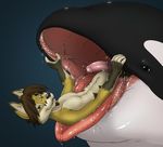  anthro beard canine cetacean drooling erection facial_hair fangs feral fox fur hair in_mouth looking_at_viewer mammal marine nude orca penis saliva sharp_teeth teeth tongue tongue_out vore whale x03 