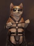  anthro bdsm belt canine chaps clothing corgi dog eyewear fingerless_gloves gloves harness leather male mammal solo standing sunglasses trunorth 