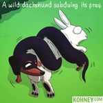  canine coiling dachshund dog feral grass humor lagomorph mammal neil_kohney rabbit 