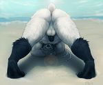  anus balls beach bear butt claws erection male mammal nude penis pig_(artist) presenting presenting_hindquarters seaside solo water 