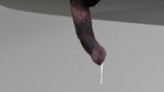  3d blender cuming elephant gdane male mammal penis 