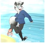  2015 absurd_res anthro backsash beach black_fur black_hair blue_eyes blush border butt canine claws clothed clothing dog female fur hair half-dressed hi_res hindpaw hoodie looking_at_viewer looking_back mammal multicolored_fur multicolored_hair open_mouth outside panties pawpads paws running sand sea seaside sky smile solo sweater swimsuit teeth toe_claws toe_curl tongue two_tone_fur two_tone_hair underwear water white_border white_fur white_hair white_sclera 