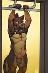 animal_genitalia anthro balls canine canine_penis dog erection fur german_shepherd knot looking_at_viewer male mammal muscles nude paws pecs penis simple_background solo tsaiwolf 