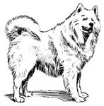  ambiguous_gender black_and_white black_nose canine dog feral fluffy fur hi_res license_info mammal monochrome public_domain quadruped raised_tail samoyed simple_background solo standing white_background white_fur 