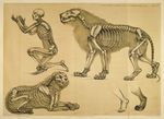  absurd_res benjamin_waterhouse_hawkins biped bone disembodied_leg feline feral group hi_res human license_info lion lying mammal mane monochrome on_front on_one_knee public_domain quadruped simple_background skeleton skull standing translucent_body yellow_background 