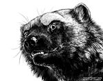  2015 blackteagan feral mammal monochrome mustelid sketch solo wolverine 