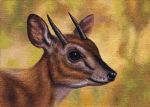  2017 acrylic_painting_(artwork) antelope beady_eyes black_eyes black_horn black_nose bovid brown_background brown_fur brown_theme detailed detailed_fur feral fur headshot_portrait horn lighting male mammal multicolored_fur nesotragus painting_(artwork) photorealism portrait shadow simple_background smile snout solo suni_antelope traditional_media_(artwork) two_tone_fur white_fur willemsvdmerwe 