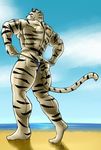  beach butt clothing colored feline male mammal seaside solo speedo swimsuit tiger torakiti1925 