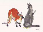 1994 duo erection female feral kangaroo male male/female mammal marsupial penis simple_background tim_o&#039;rourke white_background 