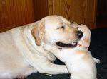  affection canine cute dog eyes_closed hug mammal open_mouth photo real size_difference tagme 