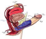  1boy futanari male_focus penis reproductive_system x-ray 