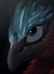 ambiguous_gender avian beak bird black_beak blue_body blue_eyes blue_feathers close-up digital_media_(artwork) feathers feral gradient_background hi_res red_body red_feathers shufflefur signature simple_background solo