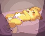  anthro bed blush brown_nose canine caught censored clothed clothing cub cum dog half-dressed legwear lying male mammal masturbation on_back on_bed open_mouth penis socks solo topless underwear yellow_eyes young もけち 