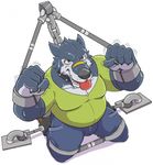  2014 ankle_cuffs anthro bdsm black_eyes black_nose blue_fur bondage bound bulge canine chain clothed clothing collar digimon forced fur griz_urso handcuffs machgaogamon male mammal open_mouth restrained shackles simple_background solo spreader_bar struggling tongue tongue_out white_background wolf 