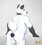  balls black_fur blue_eyes butt buttplug canine collar fox fur leaning leaning_forward looking_back male mammal motaro_(artist) multicolored_fur sex_toy smile solo two_tone_fur white_fur 
