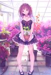  apron banned_artist bell black_dress bougainvillea_(flower) breasts brown_eyes brown_hair carrying cleavage commentary_request dress florist flower greenhouse hair_bell hair_ornament hair_ribbon head_tilt large_breasts leg_ribbon looking_at_viewer maid mana_kakkowarai md5_mismatch original petals pigeon-toed plant potted_plant puffy_short_sleeves puffy_sleeves ribbon short_sleeves smile solo waist_apron 