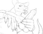  2015 anthro balls claws condom condom_wrapper erection fur kalira line_art looking_at_viewer looking_down low-angle_shot male mammal monochrome rat rodent shephard simple_background white_background 