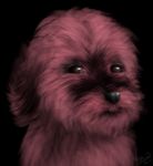  acru_jovian ambiguous_gender black_background canine cute digital_media_(artwork) dog floppy_ears fluffy fur mammal painting portrait shih_tzu simple_background solo 