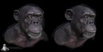  anthro ape baboon bare_shoulders fur male mammal monkey primate solo unknown_artist 