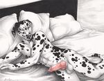  2015 abs animal_genitalia anthro balls bed black_fur black_spots blue_sclera canine canine_penis dalmatian dog erection front_view fur knot looking_at_viewer lying male mammal nude on_side pencil_(artwork) penis pillow rukis smile solo spots traditional_media_(artwork) white_body white_fur 