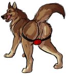  2015 anus canine clothing dog feral fur german_shepherd jockstrap male mammal marjani nude open_mouth smile solo tongue tongue_out underwear 