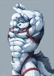  abs anthro arms_above_head biceps big_muscles black_nose blue_eyes canine claws dog fur grey_background grey_fur harness hi_res huge_muscles husky looking_at_viewer male mammal muscular nude pawpads pecs pubes simple_background smile smirk solo standing waddledox white_fur 