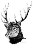  2015 antlers black_and_white blackteagan bust_portrait cervine deer elk feral horn looking_at_viewer male mammal monochrome simple_background sketch solo white_background 