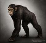  anthro ape baboon chimpanzee fur hair male mammal monkey nude pose prehensile_feet primate solo unknown_artist 