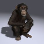  anthro ape baboon chimpanzee fur hair male mammal monkey nude pose prehensile_feet primate solo 