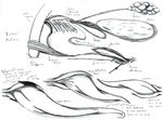  adleisio anatomy cetacean dolphin male_anatomy mammal marine orca pencil_(artwork) penis reproductive_anatomy traditional_media_(artwork) whale 