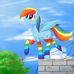  2015 avian bird clothing cloud cloudscape cutie_mark equine feathered_wings feathers female feral friendship_is_magic hair inner_ear_fluff leg_warmers legwear mammal multicolored_hair my_little_pony open_mouth outside pegasus rainbow_dash_(mlp) rainbow_hair roof rooftop silly_face sky socks solo tongue tongue_out tree walking wan1357 wings 