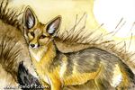  2016 ambiguous_gender canine cape_fox feral fox foxfeather fur mammal orange_eyes solo tan_fur 
