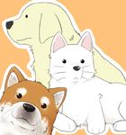  animal_focus azumanga_daiou cherry_(lucky_star) crossover dog ichigo_mashimaro lucky_star no_humans orange_background satake_(2f) satake_(ichigo_mashimaro) simple_background tadakichi-san 