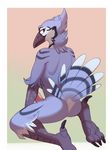  2016 avian beak bird blue_feathers blue_jay butt corvid feathers harlem kneeling looking_at_viewer looking_back male nude penis raised_tail solo tail_feathers 