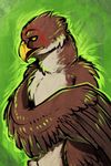  accipiter_inkunen_(artist) accipiter_inkunen_(character) avian beak bird feathers hawk monosex red_tail shy wings 