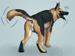  all_fours anus balls butt canine dog feral from-nihility german_shepherd looking_back mammal north_shepherd presenting presenting_hindquarters solo 