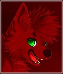  2013 anthro canine fur green_eyes headshot looking_at_viewer male mammal pawprint red_fur solo teeth tongue zedzar 