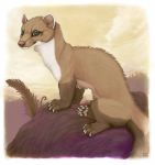  2016 ambiguous_gender better_version_at_source border brown_fur brown_theme fangs feral fur least_weasel looking_at_viewer mammal mustelid outside quadruped solo weasel whiskers white_border woozymutt 