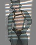anthro beastars bulge canid canine canis chest_harness clothing diko_artz harness hi_res legoshi_(beastars) looking_at_viewer male mammal muscular muscular_male solo underwear wolf