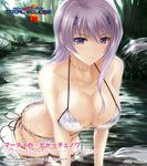  ass bikini black_ribbon blue_eyes bracelet breasts cleavage collarbone cover forest highres jewelry large_breasts leaning_forward long_hair looking_at_viewer matika_barchenowa muvluv muvluv_alternative muvluv_total_eclipse nature necklace o-ring o-ring_bikini outdoors purple_hair ribbon side-tie_bikini solo swimsuit tree utsugi_ryou wading water wet 