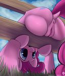  2016 absurd_res anus butt clip_clop clitoris digital_media_(artwork) earth_pony equine female feral friendship_is_magic hi_res horse mammal my_little_pony pinkie_pie_(mlp) pony presenting presenting_hindquarters pussy pussy_juice solo stuck 