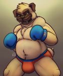  boxing_gloves briefs bulge canine clothed clothing dog front_view hi_res male mammal musclegut nipples pecs pug puggy sharp_teeth signature solo standing teeth topless underwear 
