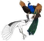  avian beak bird blue_feathers crane duo feathers feral frisco green_feathers peafowl simple_background spread_wings talons white_background white_feathers wings 