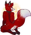  4_toes anus backsack balls black_fur butt canine collar ear_piercing fox fur kneeling looking_back maim male mammal pawpads paws piercing red_eyes red_fur simple_background solo toes white_fur 