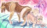  abstract_background ankh beiger canine digitigrade dog feral gift howl invalid_tag knotting mammal messy orgasm painting panting pomeranian queensmate rika rika_(character) sex size_play tears tervuren tongue traditional_media_(artwork) watercolor_(artwork) 