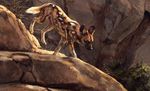  2016 african_wild_dog ambiguous_gender black_eyes black_fur brown_body brown_fur brown_sclera bush canine cliff digital_media_(artwork) digital_painting_(artwork) feral fur hi_res kenket mammal outside paws portrait rock side_view solo walking white_fur white_spots 