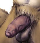  2013 anakuro balls brown_fur close-up crotch_shot digital_media_(artwork) dripping flaccid fur humanoid_penis male mammal mustelid nude otter penis precum presenting simple_background solo thick_penis uncut vein white_background 
