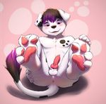  anthro anus backsack balls blush butt canine cobalthusky cub dalmatian dog erection inviting knot legs_up littleorion male mammal pawpads paws penis presenting presenting_hindquarters reclining solo spread_legs spreading young 
