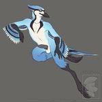  2016 anthro avian balls beak bird black_penis blue_feathers blue_jay condom corvid crest erection feathers green_eyes looking_at_viewer male navel nude penis salun_(pjt) simple_background solo spartadog tail_feathers talons wearing_condom winged_arms wings 
